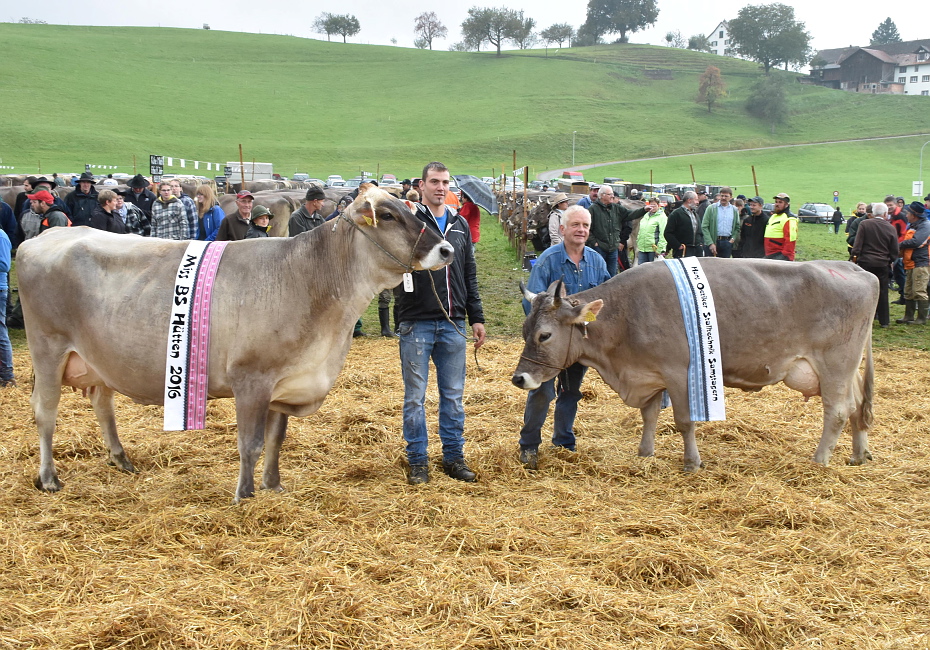 Viehschau Hütten 2016