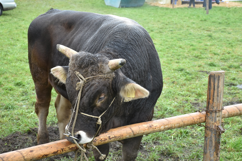 Viehschau Hütten 2016