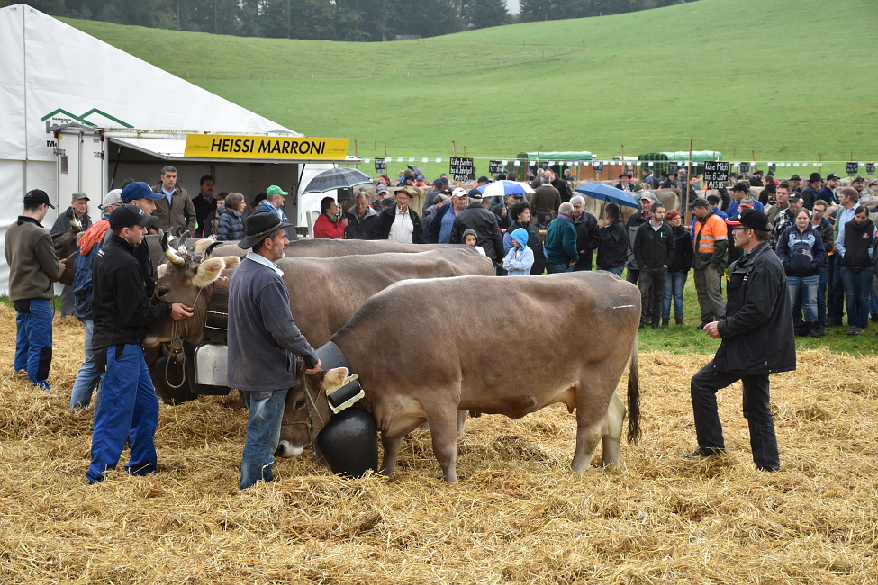 Viehschau Hütten 2016