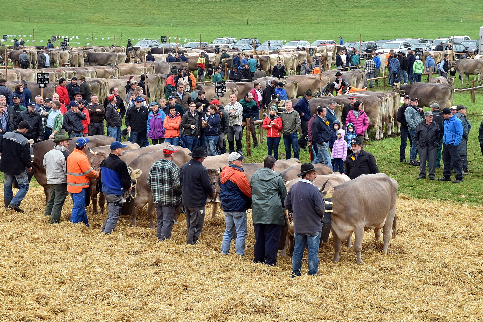 Viehschau Hütten 2016