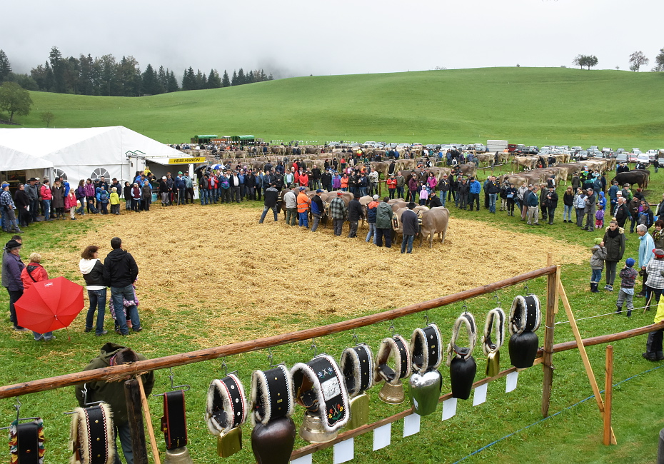 Viehschau Hütten 2016