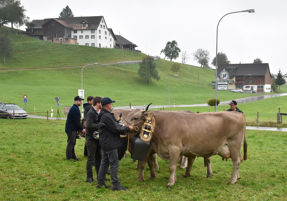 Viehschau Hütten 2016