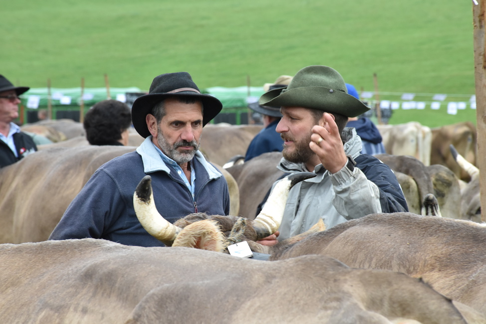 Viehschau Hütten 2016