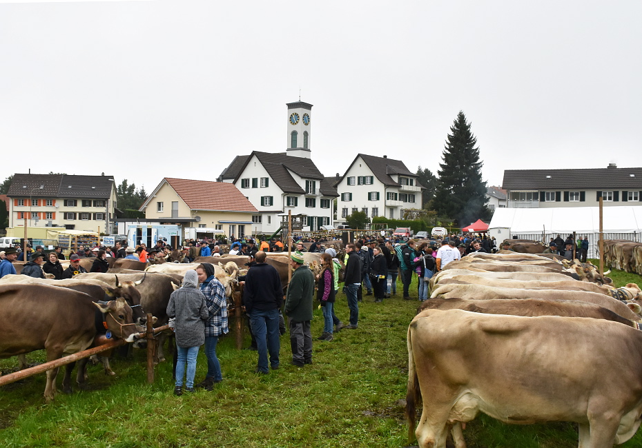 Viehschau Hütten 2016