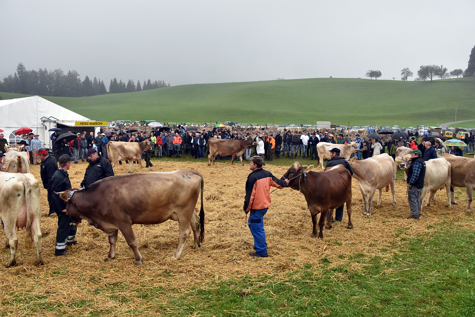 Viehschau Hütten 2016
