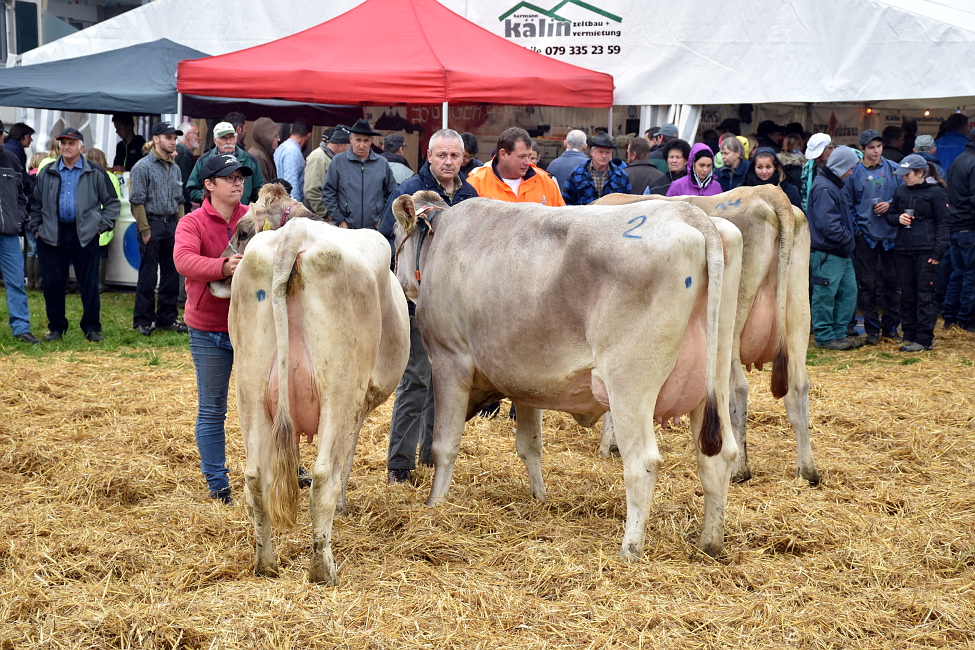Viehschau Hütten 2016