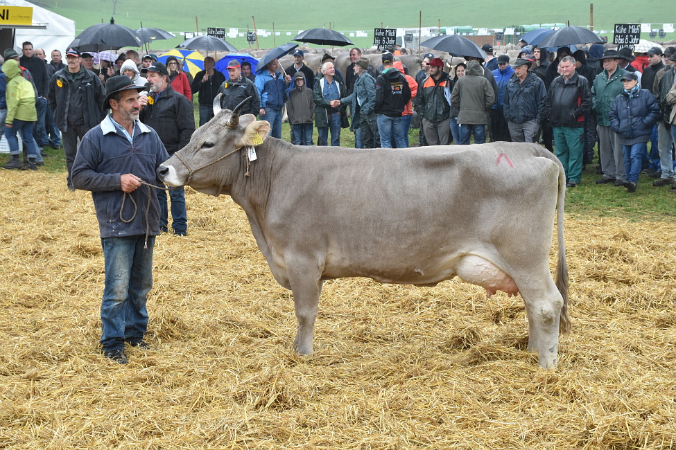 Viehschau Hütten 2016