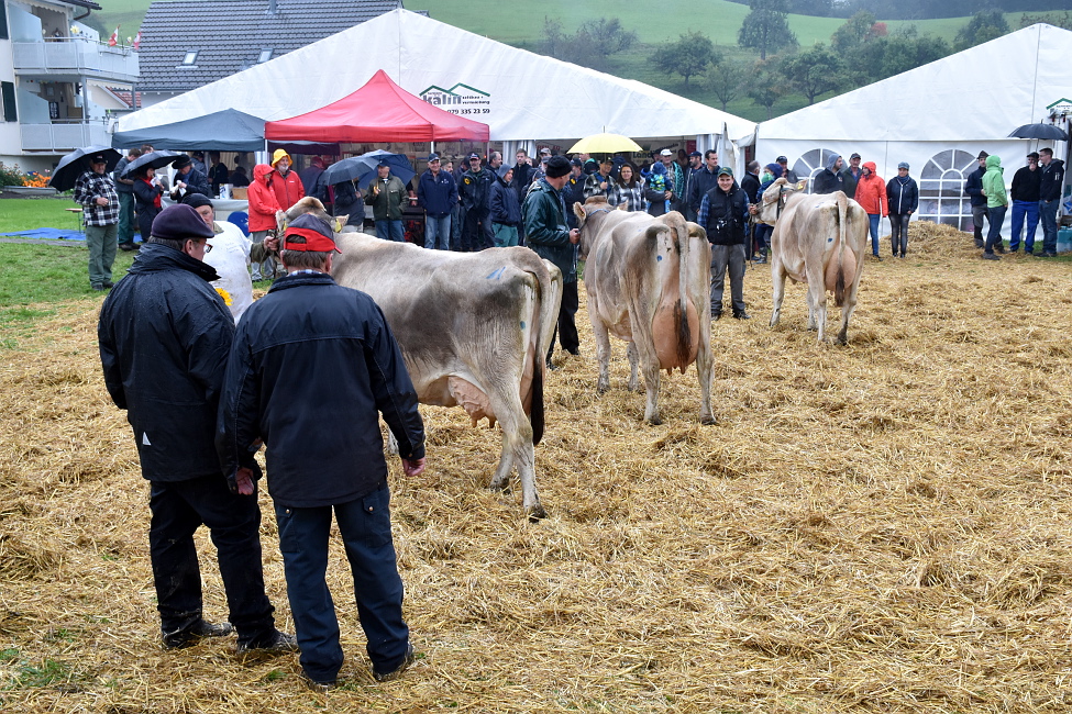 Viehschau Hütten 2016