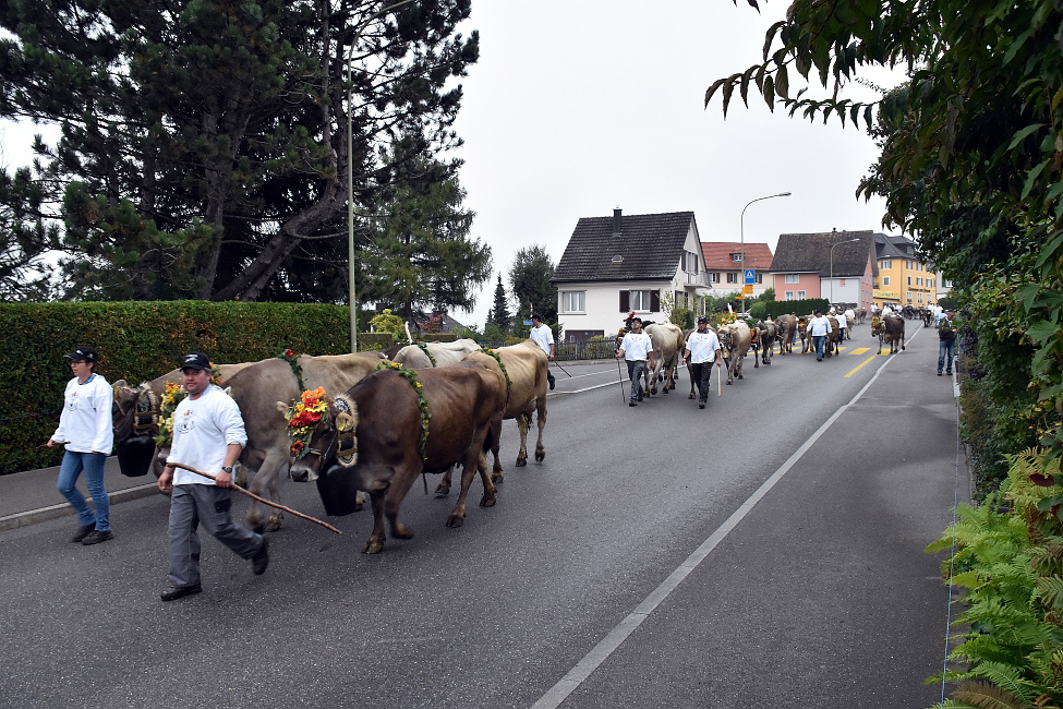 Viehschau Hütten 2016