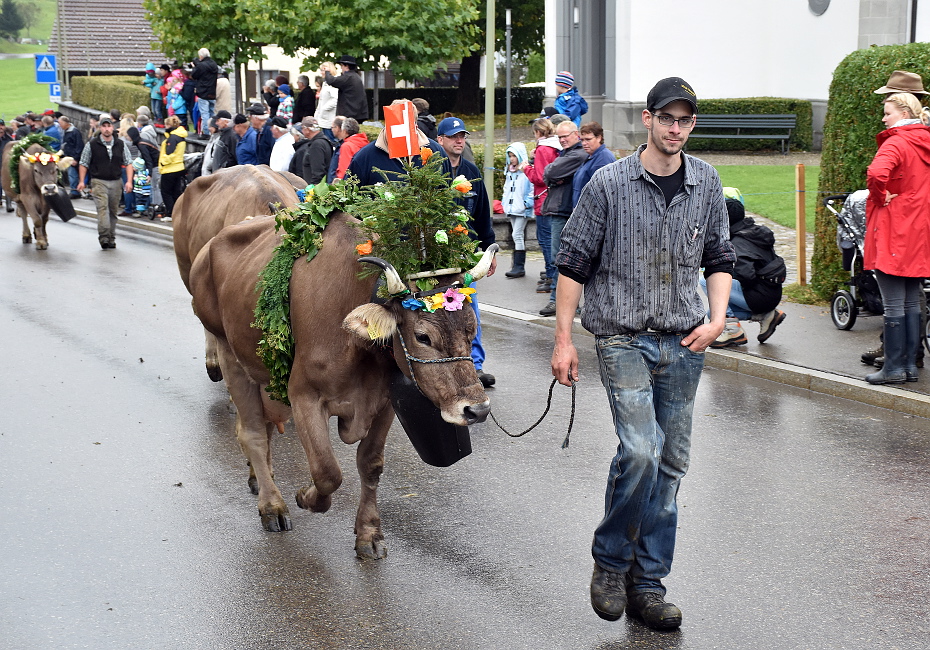 Viehschau Hütten 2016