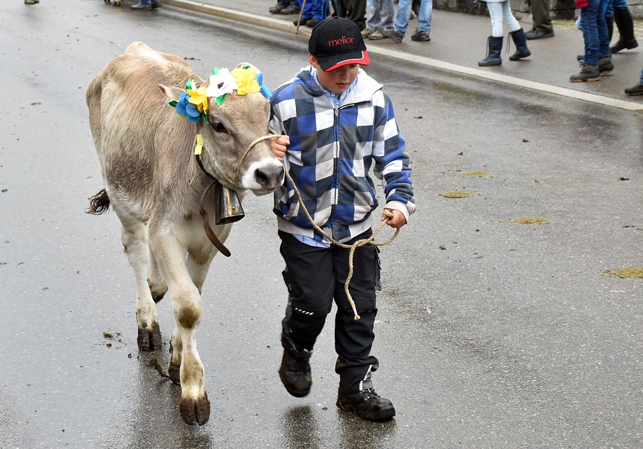 Viehschau Hütten 2016